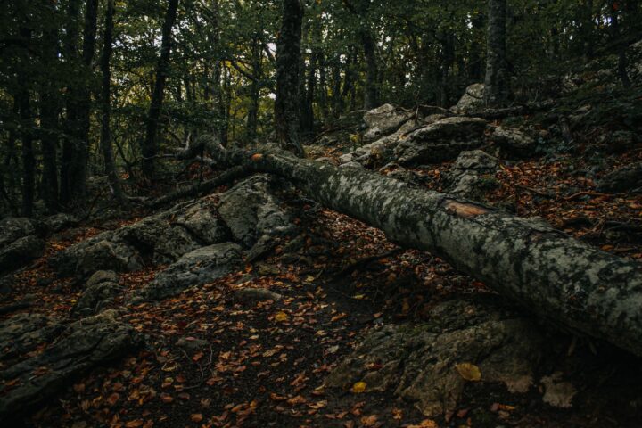 A fallen tree lying across rocks in a dark, quiet forest